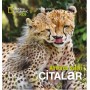 National Geographic Kids - Afrika'da Safari Çitalar