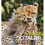National Geographic Kids - Afrika'da Safari Çitalar