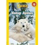 National Geographic Kids - Kutup Ayıları