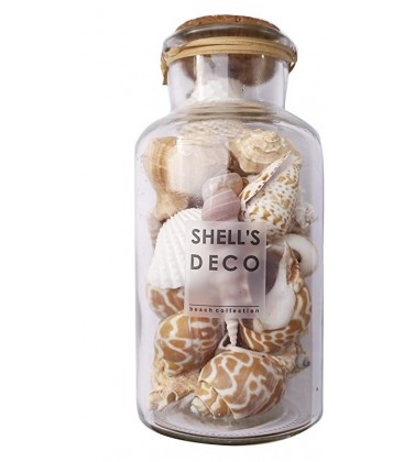 Shell's Deco Dekoratif Deniz Kabuğu